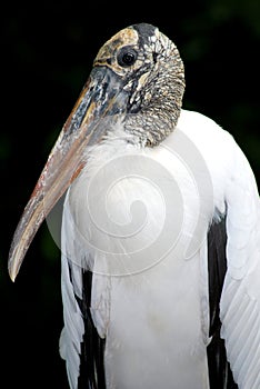 Wood Stork