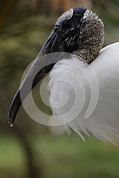 The Wood Stork