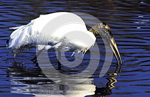 Wood Stork  14116