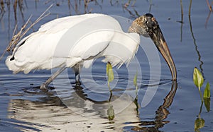 Wood Stork