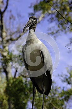 Wood Stork