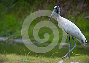 Wood Stork