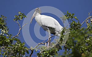 Wood stork