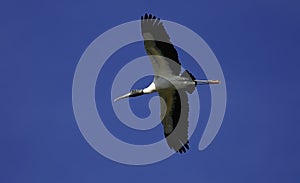 Wood Stork