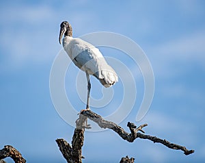 Wood Stork