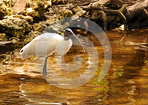 Wood Stork