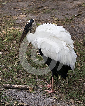 Wood Stork Bird Stock Photos.   Bird close-up profile-view on foliage. White and black feathers plumage. Picture. Image. Portrait