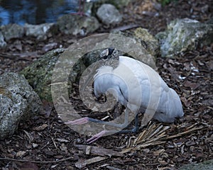 Wood Stork Bird Stock Photos.  Wood Stork Bird profile-view. Picture. Portrait. Photo. Image. Background foliage. White and black