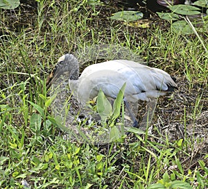 Wood stork bird Everglades National Park Florida