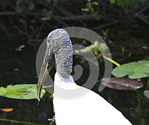 Wood Stork bird Everglades national Park Florida
