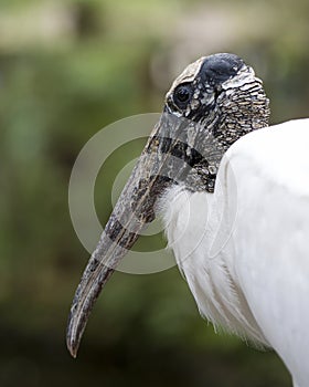 Wood Stork Bird Stock Photos.  Wood Stork Bird head close-up profile-view with bokeh background. Picture. Photo. Image. Portrait