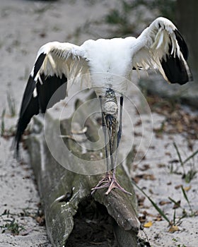 Wood Stork bird stock photos.  Wood Stork bird close-up profile view spread wings boying salutation and looking with a front view