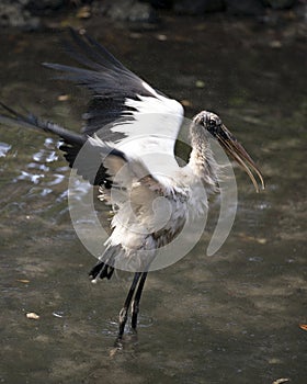 Wood Stork bird stock photos.  Wood Stork bird close-up profile view in the water spread wings wet plumage