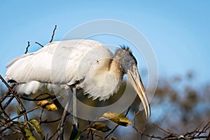 Wood Stork in breeding plumage