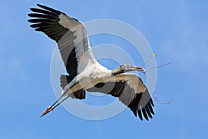 Wood Stork Carrying Nest Material