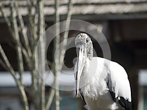 Wood Stork