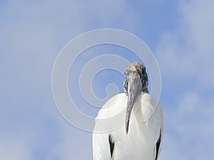 Wood stork
