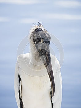 Wood stork