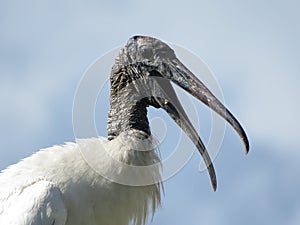 The Wood Stork