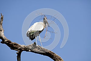 Wood Stork collecting nesting material