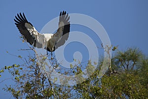 Wood stork coming in for a landing in central Florida.