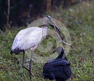 Wood stork eating snake in Florida