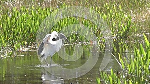 Wood stork in the Everglades