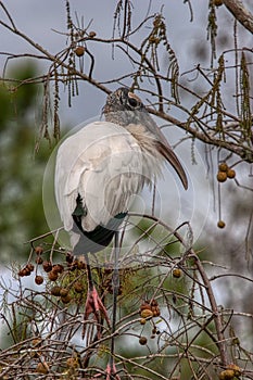 Wood stork in Everglades National Park Florida