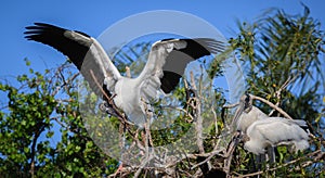 Wood stork family begins nest building