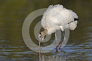 Wood Stork feeding in a shallow lagoon - Pinellas County, Florid