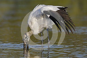 Wood Stork feeding in a shallow lagoon - Pinellas County, Florid