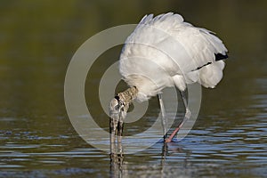 Wood Stork feeding in a shallow lagoon - Pinellas County, Florid photo