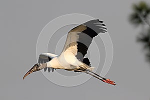 Wood Stork In Flight