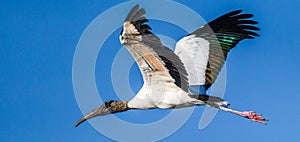 Wood Stork In Flight