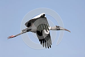 Wood Stork In Flight