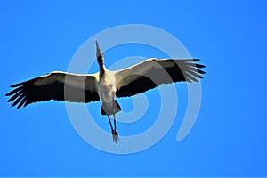 Wood stork in flight in Goodland Florida on Marco Island