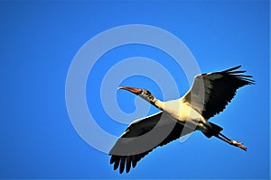 Wood stork in flight in Goodland Florida on Marco Island