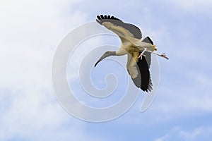 Wood stork in flight - Mycteria american