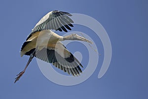 Wood Stork In Flight With Nesting Material