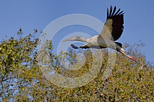 A Wood Stork In Flight