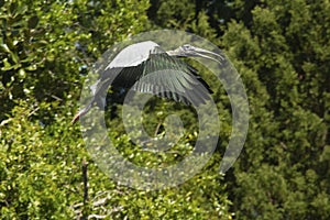 Wood stork flying near shrubs of a rookery in Florida.