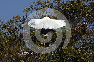 Wood stork flying near shrubs of a rookery in Florida.