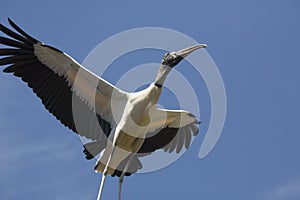 Wood stork flying over a swamp in St. Augustine, Florida