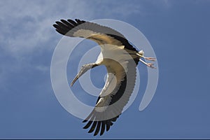 Wood stork flying over a swamp in St. Augustine, Florida