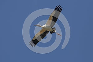 Wood stork flying over a swamp in St. Augustine, Florida