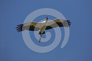 Wood stork flying over a swamp in St. Augustine, Florida