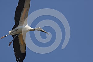 Wood stork flying over a swamp in St. Augustine, Florida