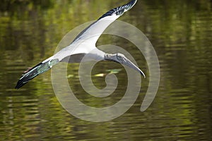Wood stork flying over water of a swamp in Florida.