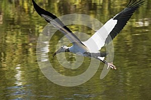 Wood stork flying over water of a swamp in Florida.