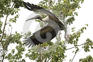 Wood stork flying up through trees in the Florida Everglades.